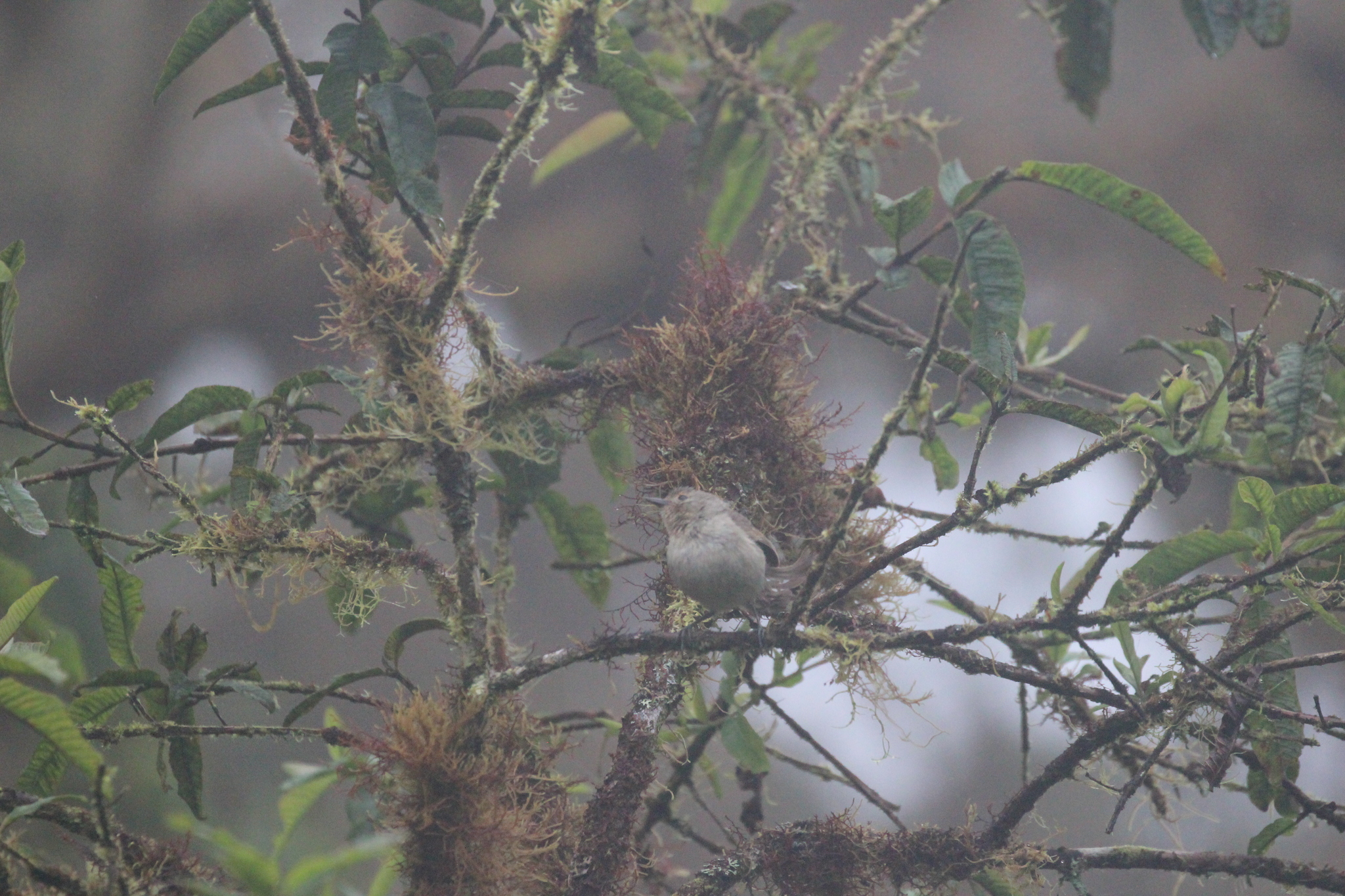 Green Warbler-Finch (Certhidea olivacea), photo 6
