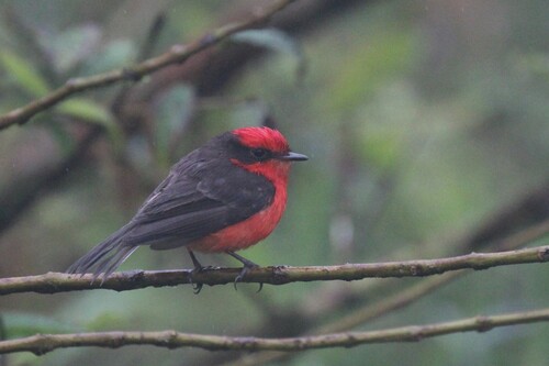 Brujo Flycatcher (Pyrocephalus nanus), photo 8