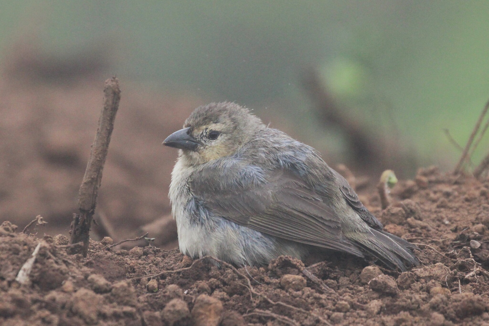 Woodpecker Finch (Camarhynchus pallidus), photo 6