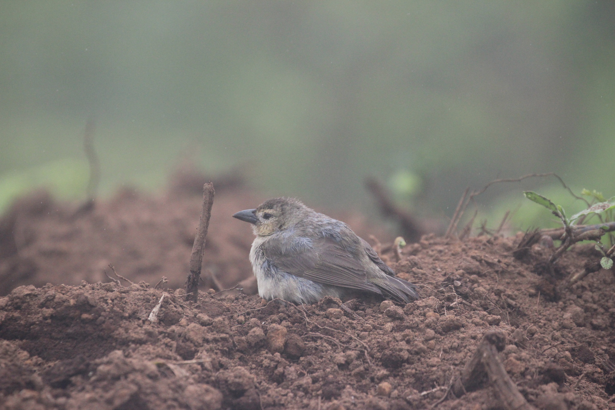 Woodpecker Finch (Camarhynchus pallidus), photo 8