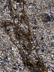 Laminariaceae