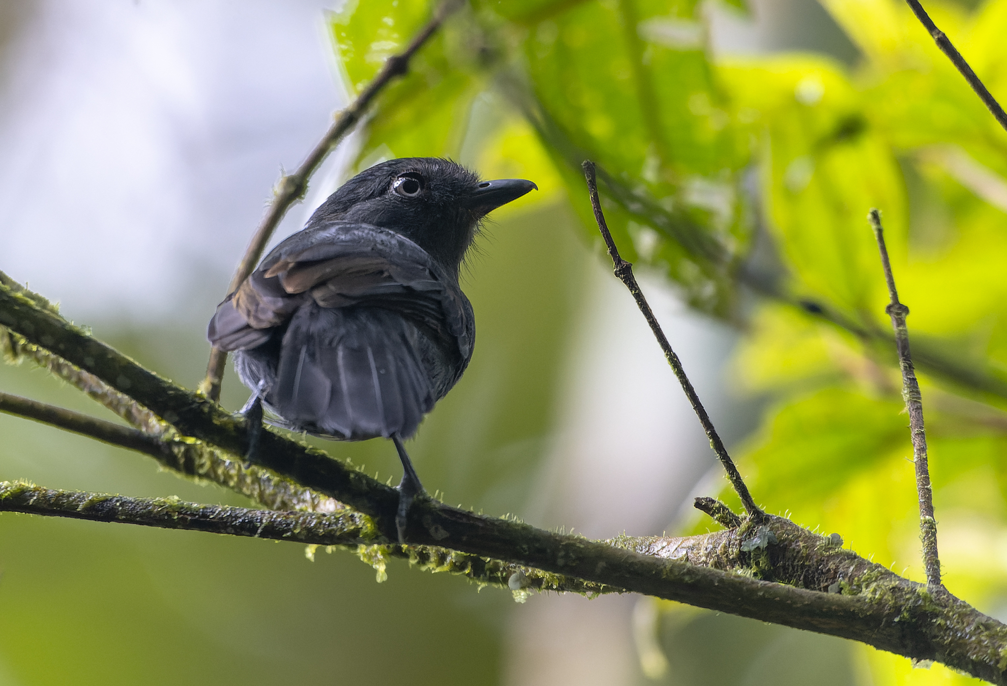Uniform Antshrike (Thamnophilus unicolor), photo 2