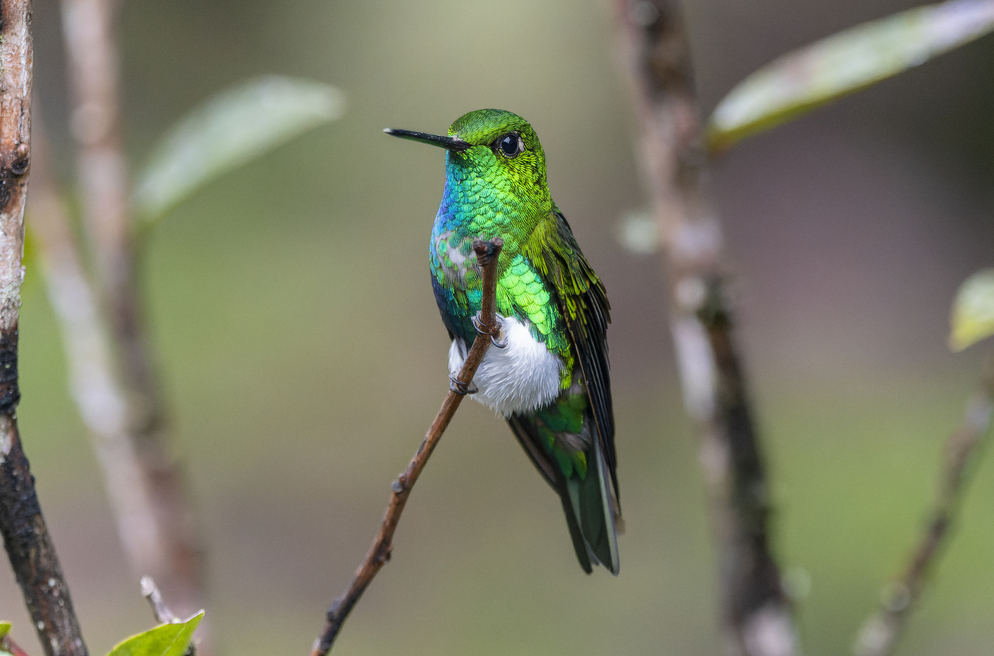 Emerald-bellied Puffleg (Eriocnemis aline), photo 3