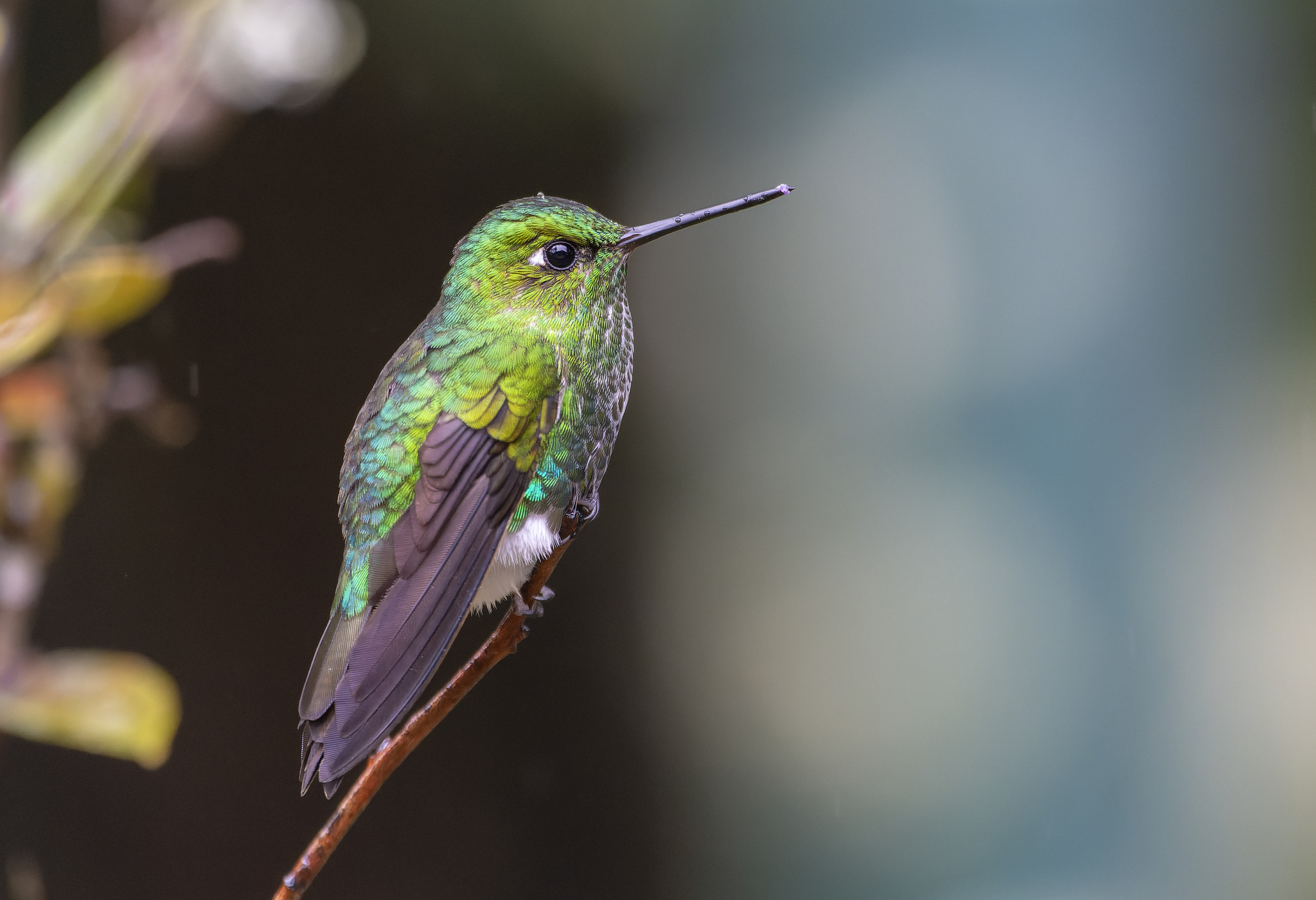 Emerald-bellied Puffleg (Eriocnemis aline), photo 2