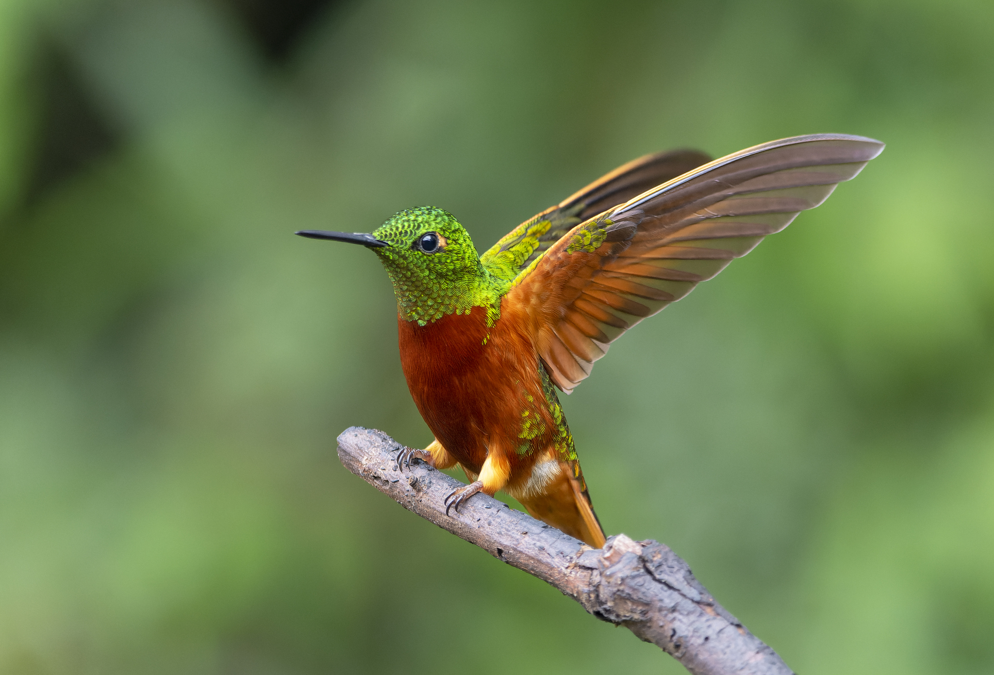 Chestnut-breasted Coronet illustration