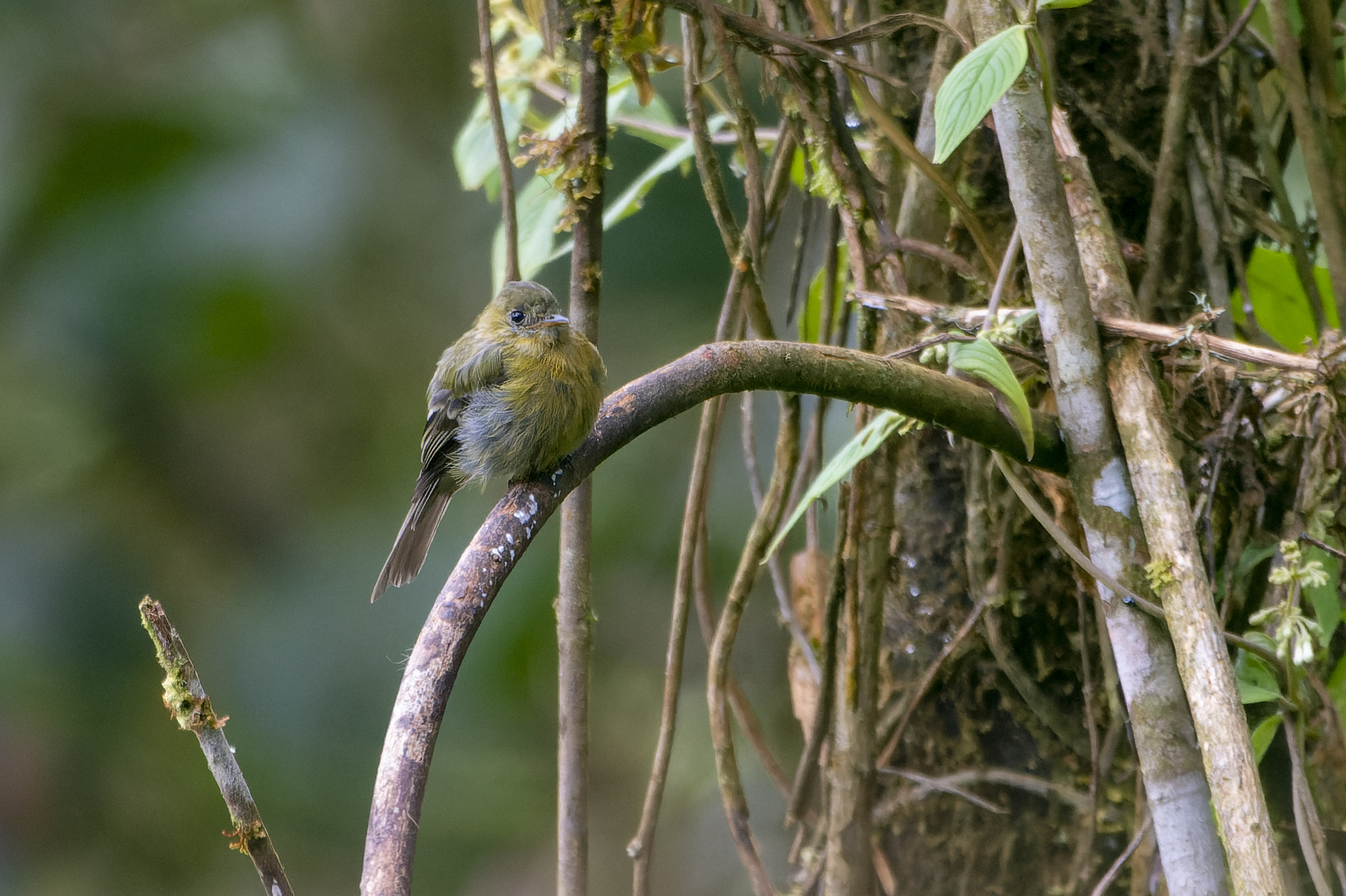 Olive Tufted Flycatcher (Mitrephanes olivaceus), photo 1