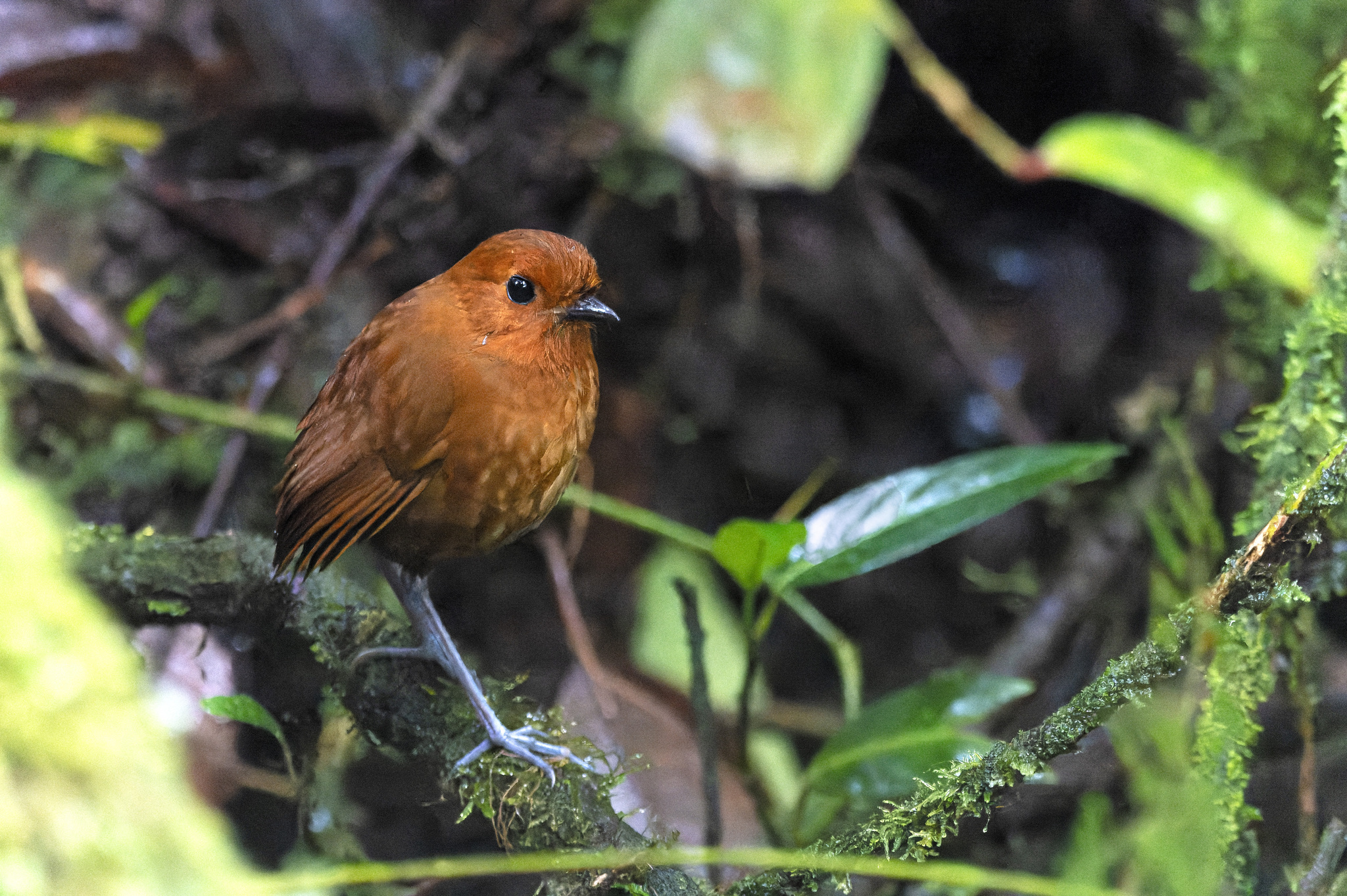 Chestnut Antpitta (Grallaria blakei), photo 1