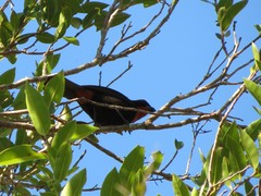 Puerto Rican Bullfinch photo 2