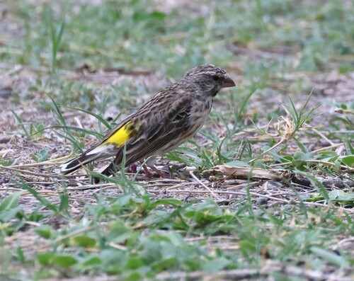 Black-throated Canary (Crithagra atrogularis), photo 5