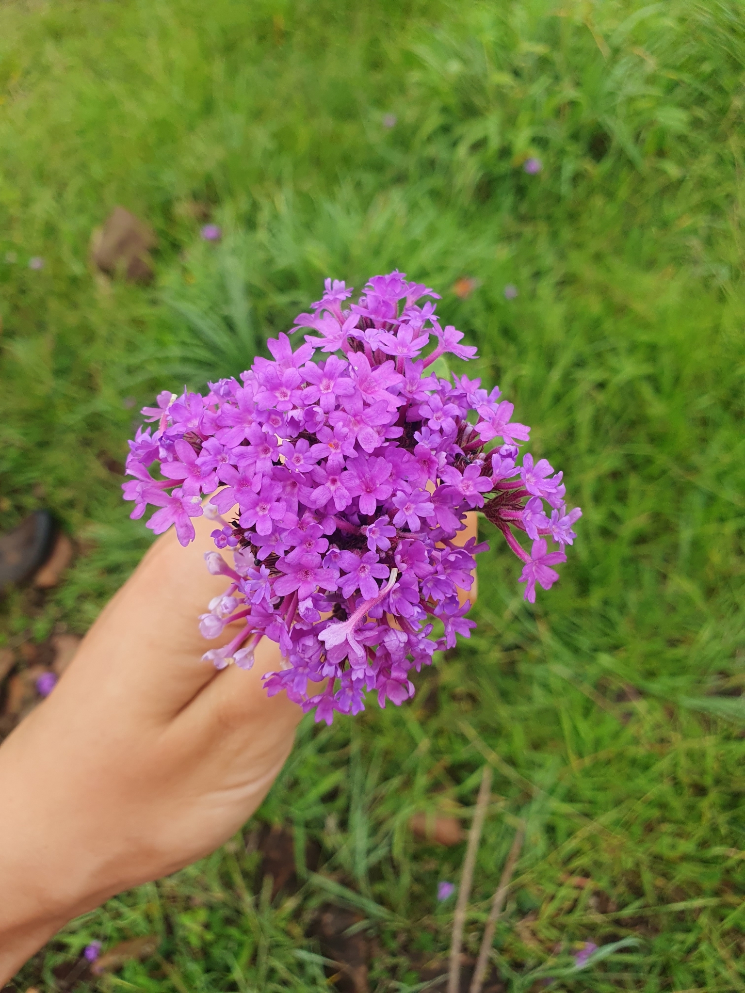 Verbena rigida