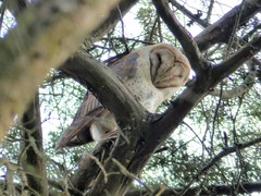 Tyto alba poensis