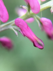 Fumaria officinalis