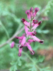Fumaria officinalis