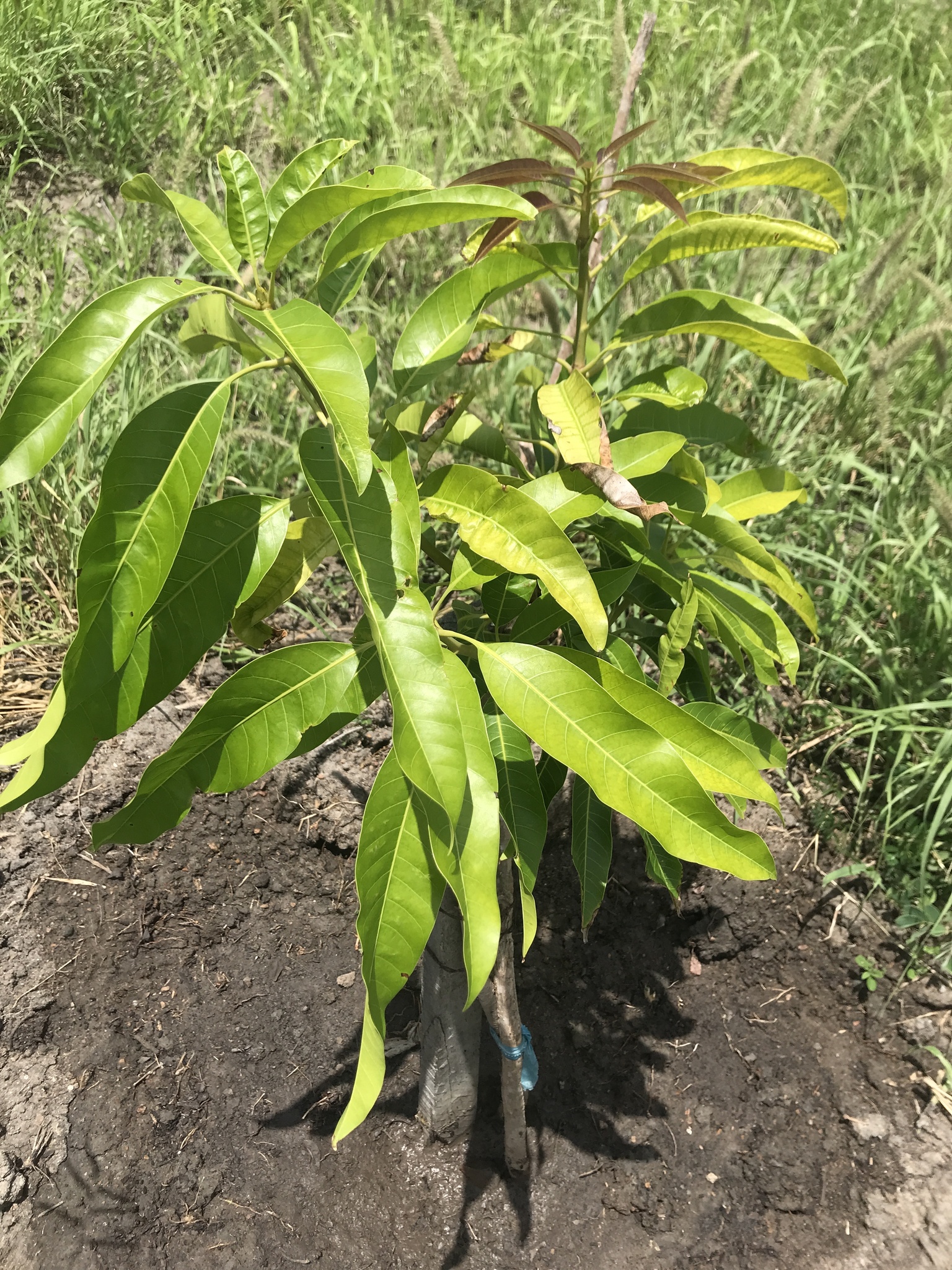 Mangifera indica
