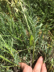 Astragalus reventiformis