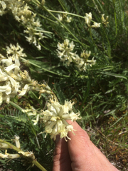 Astragalus reventiformis