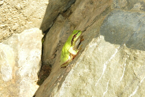 Lemon-yellow Tree Frog