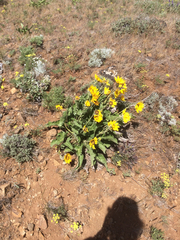 Balsamorhiza