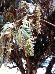 Polylepis neglecta