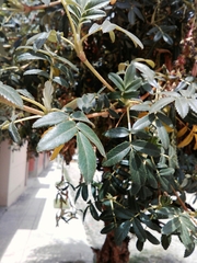 Polylepis neglecta