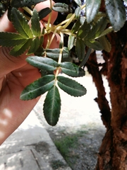 Polylepis neglecta