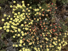 Eriogonum douglasii