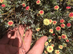 Eriogonum douglasii