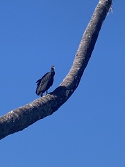 Coragyps atratus image