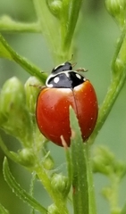 Cycloneda sanguinea