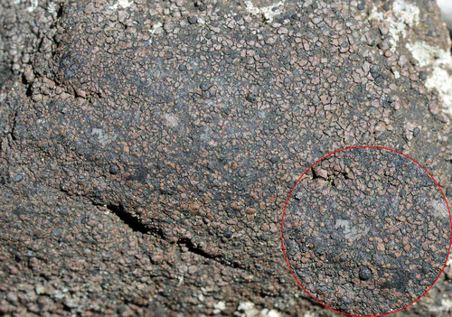 Rhizocarpon subgeminatum