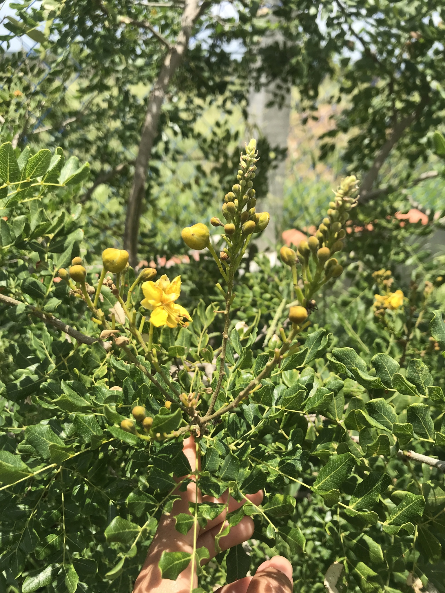 Cenostigma pyramidale