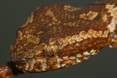 Craspedocephalus malabaricus