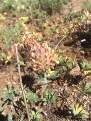 Trifolium macrocephalum