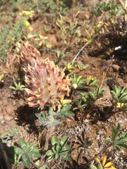 Trifolium macrocephalum