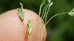 Poa cuspidata