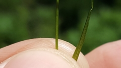 Poa cuspidata