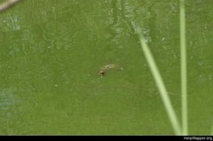 Trachemys stejnegeri