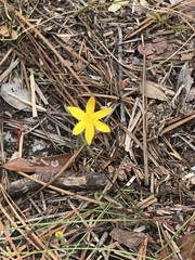 Hypoxis sessilis