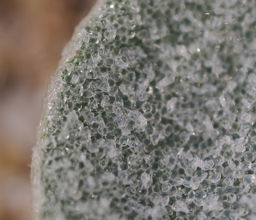 Image of Atriplex leucophylla by (c) Henrik Kibak, some rights reserved (CC BY)