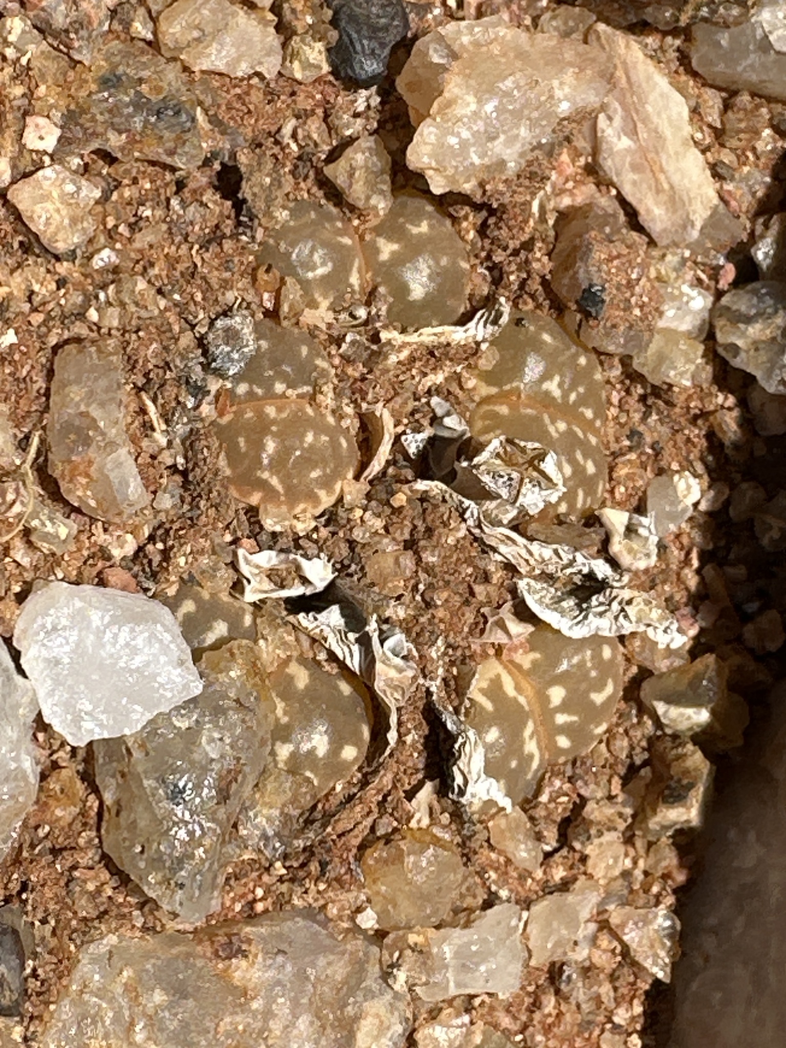 Imagem de Pedra-viva