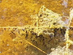 Lithobates sylvaticus