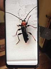 Phymatodes testaceus