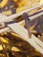 Lithobates sylvaticus