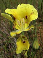 Calochortus