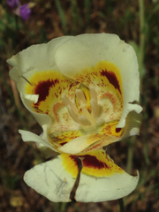 Calochortus superbus