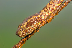 Craspedocephalus malabaricus