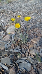 Tetraneuris argentea