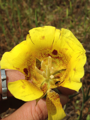 Calochortus