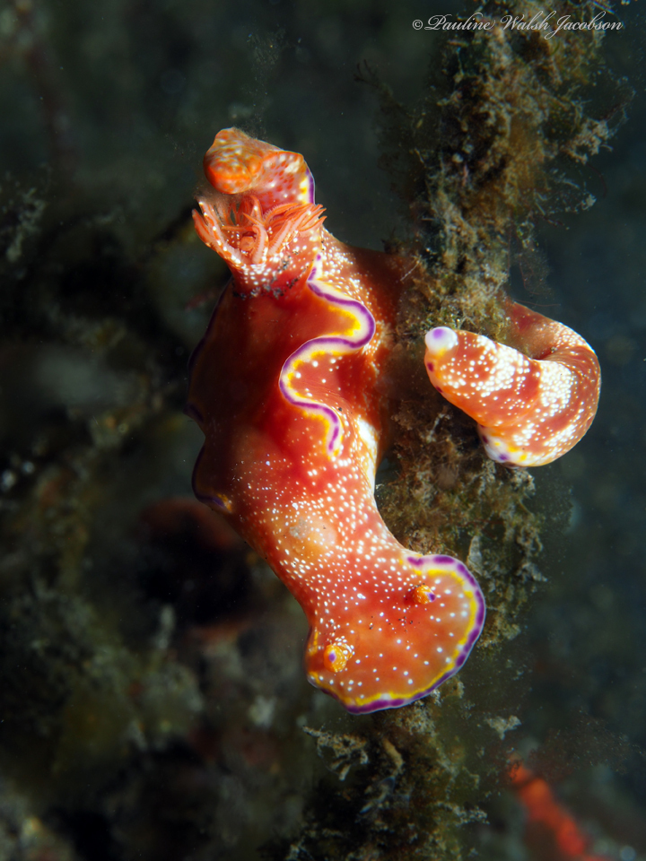 Elongate Pantechnicon Dorid