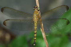 Neurothemis terminata